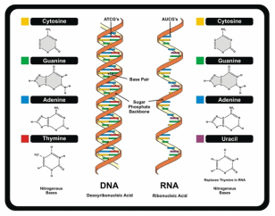 Genetic Material - Human Genome
